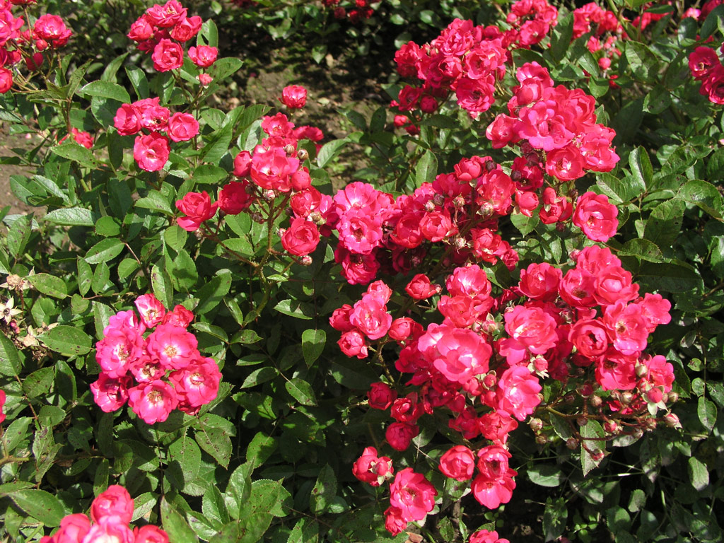 růže Svornost (Chotobus)