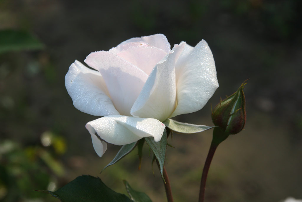růže Swan Lake