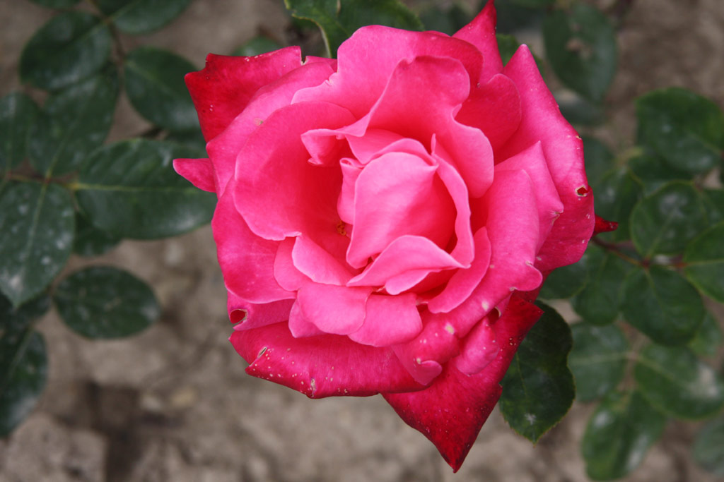 růže Swarthmore