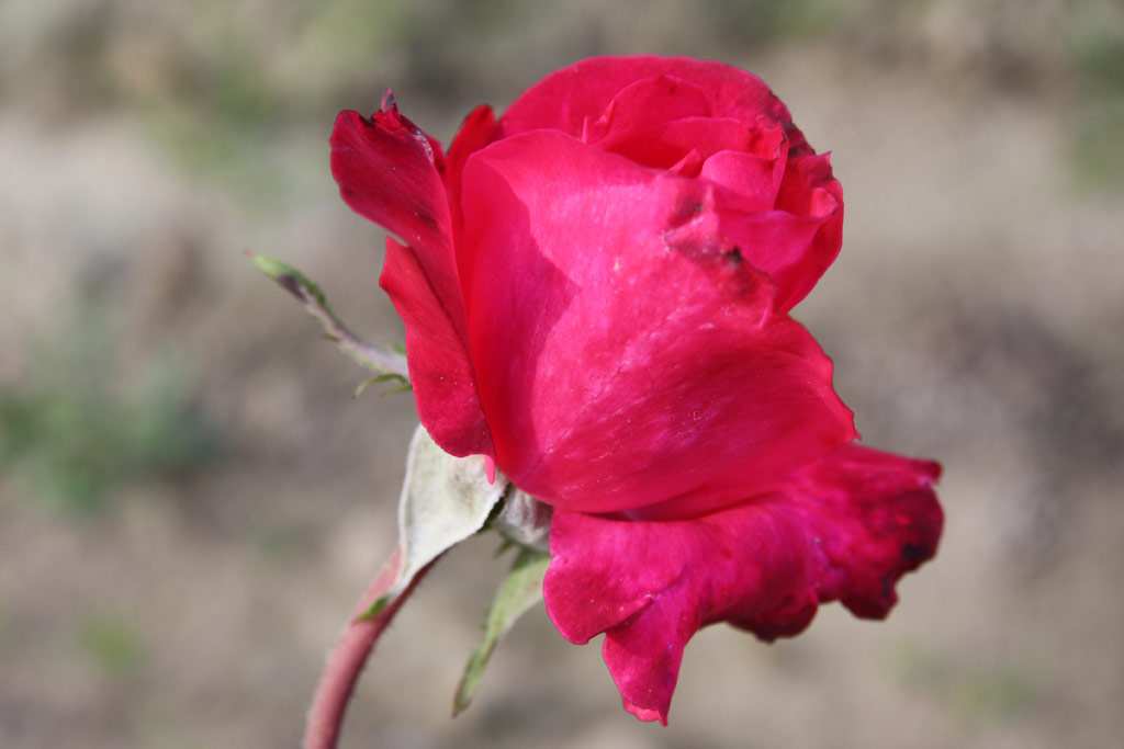 růže Swarthmore