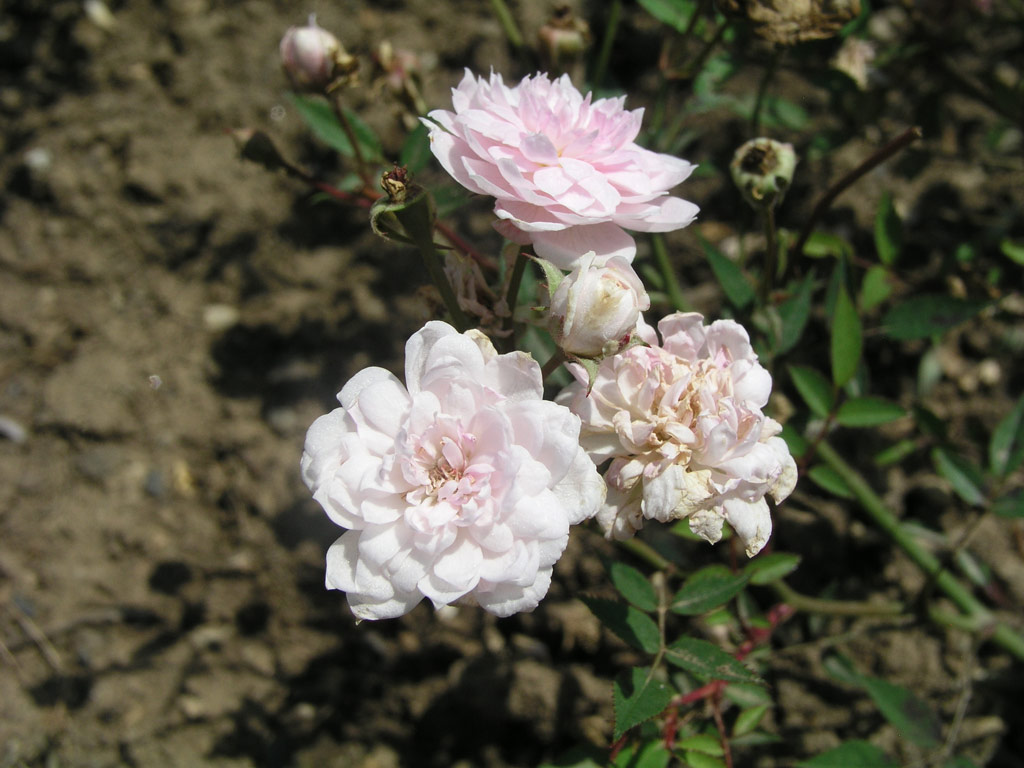 růže Sweet Fairy (Borov Hora)