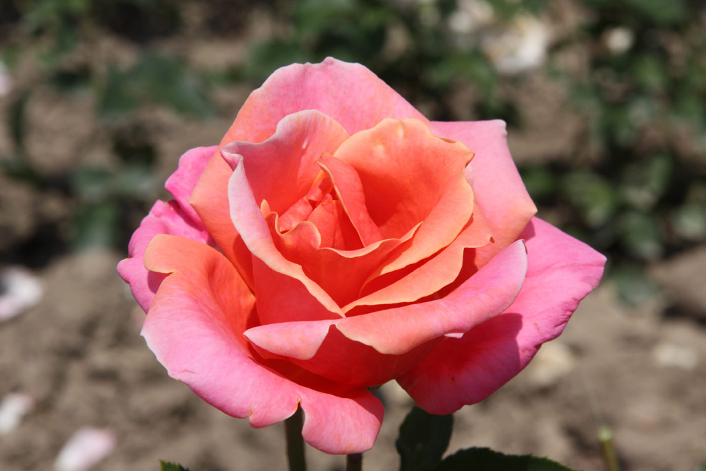 růže Sylvor