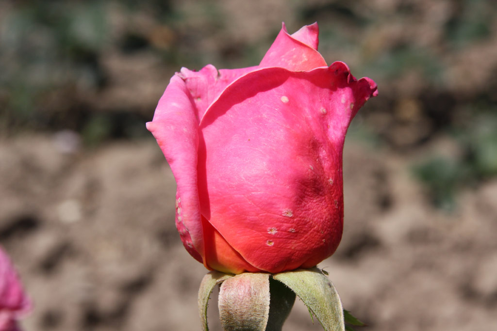 růže Sylvor