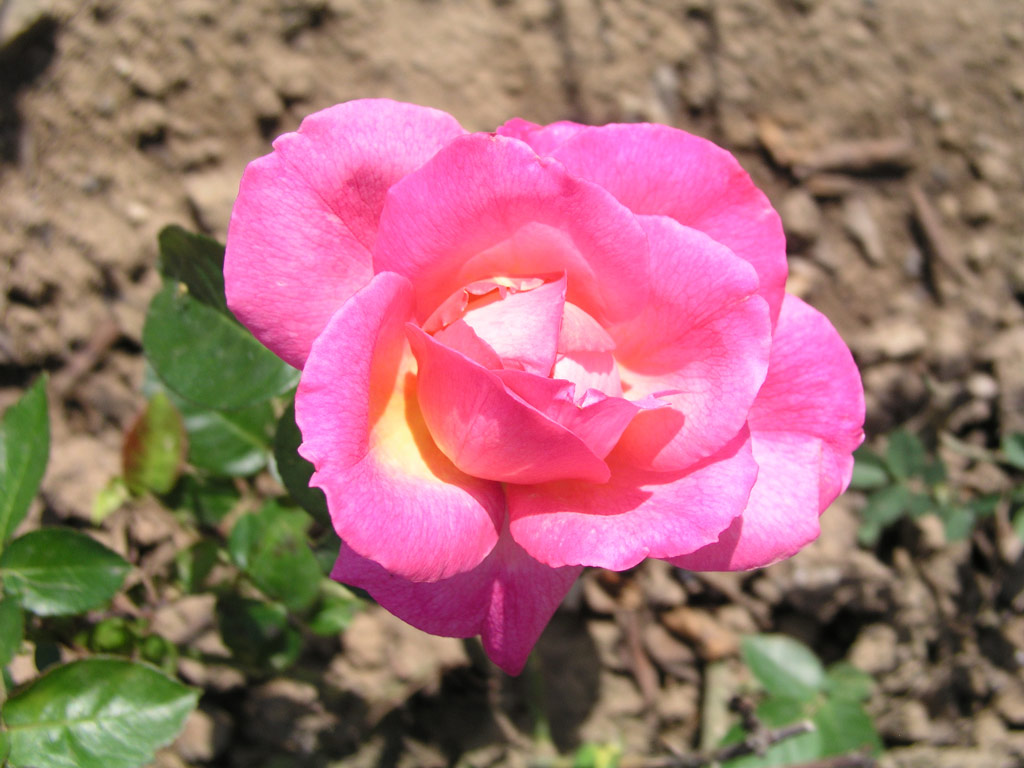 růže Symphonie (Meilland)