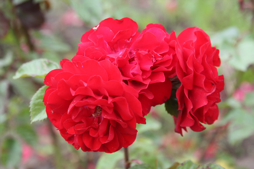 růže Szabolcs