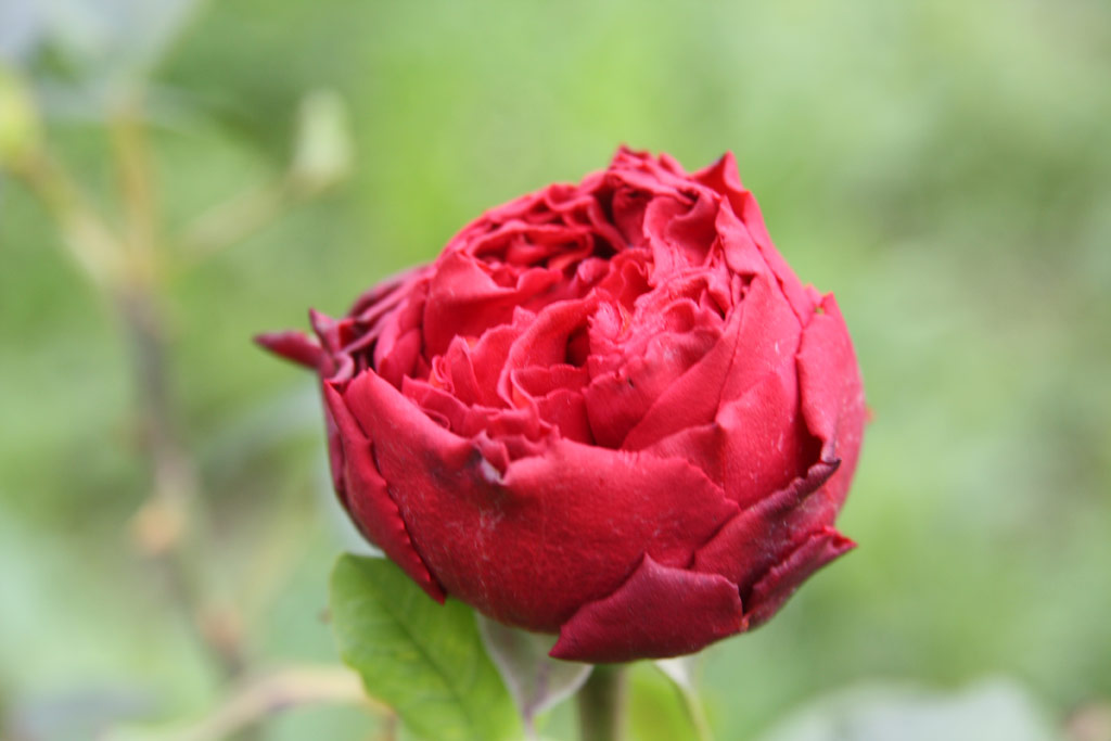 růže Szrazajta
