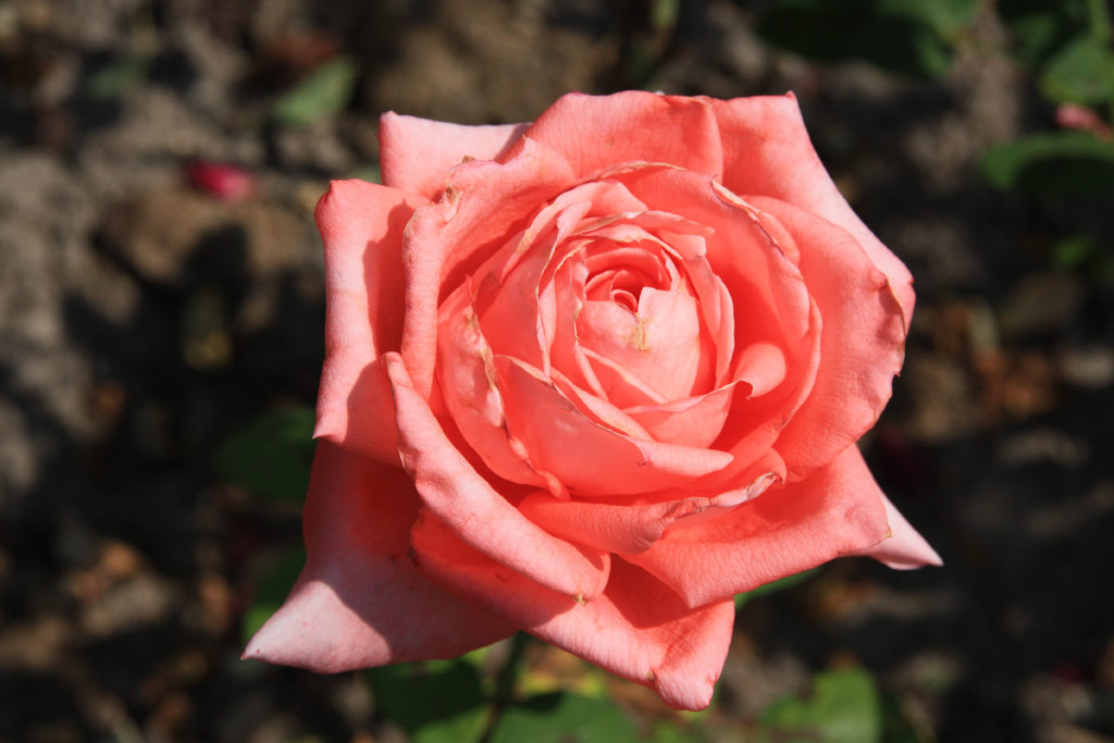 růže Szchenyi Istvn Emlke
