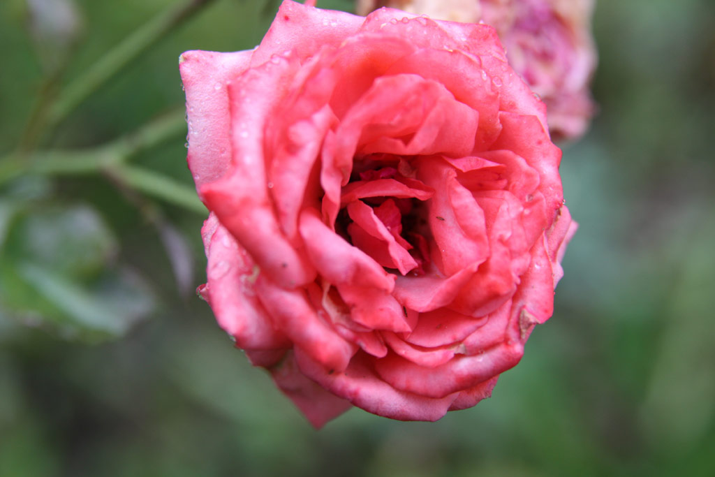 růže Szchenyi Zsigmond Emlke