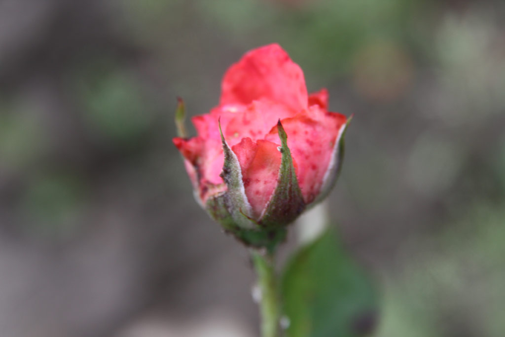 růže Szchenyi Zsigmond Emlke