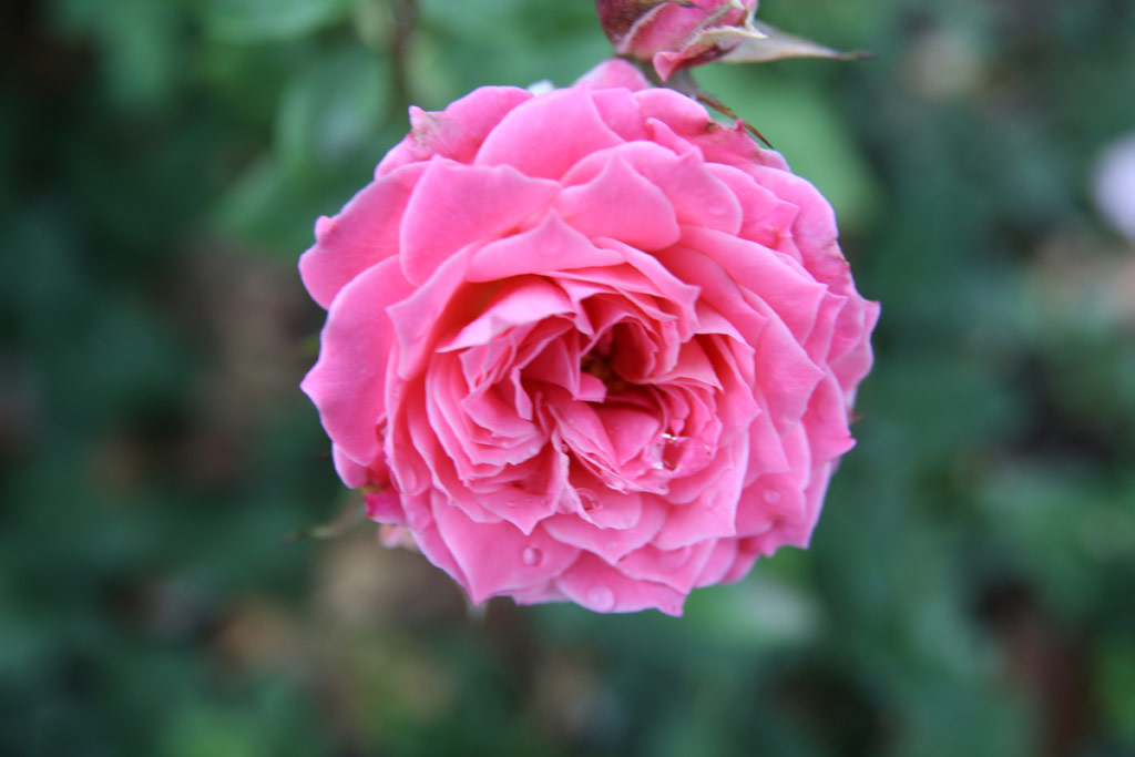 růže Szendrey Jlia Emlke