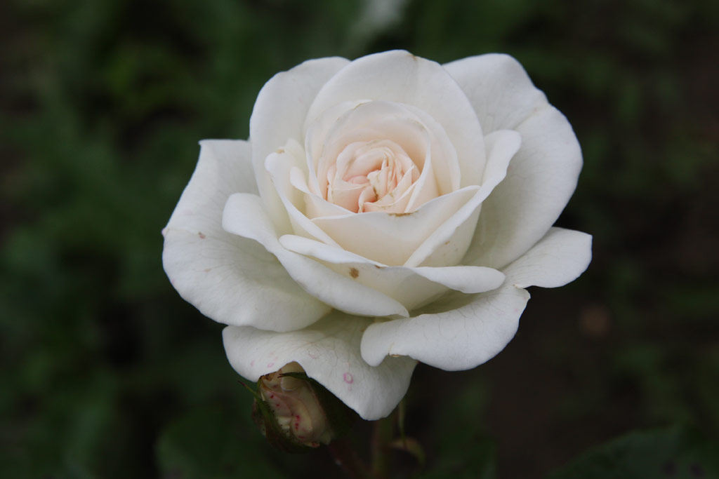 růže Szent Margit