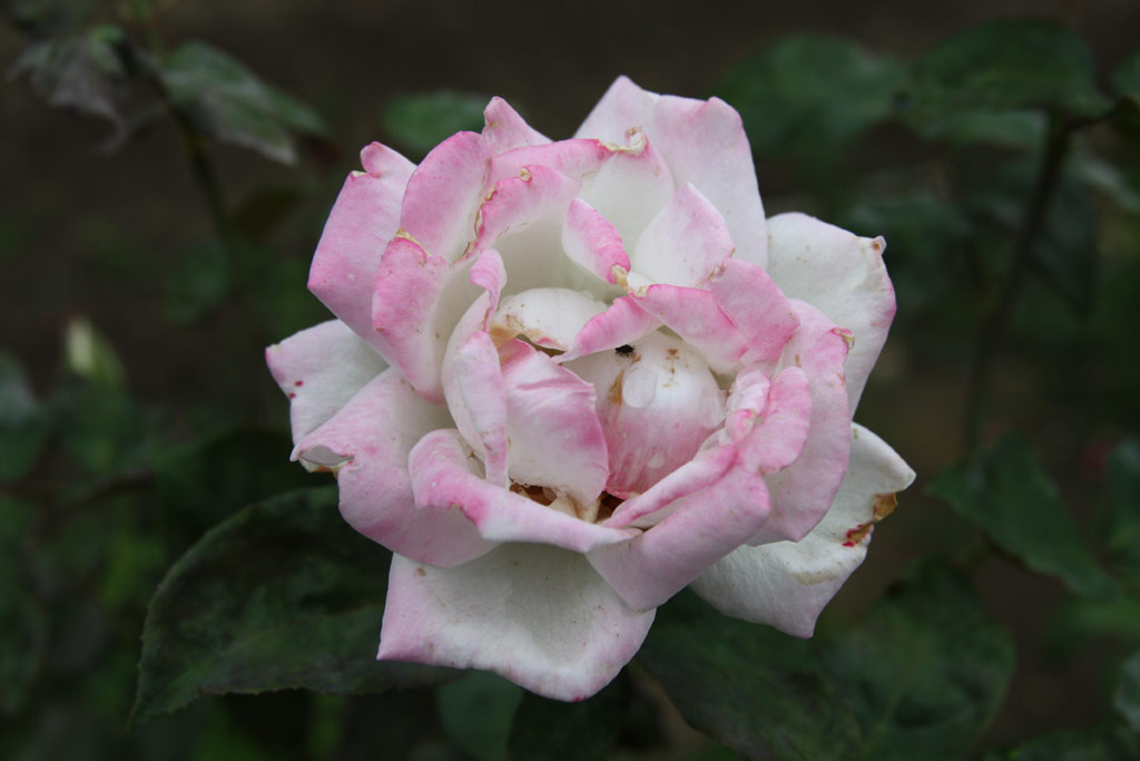 růže Szentendre