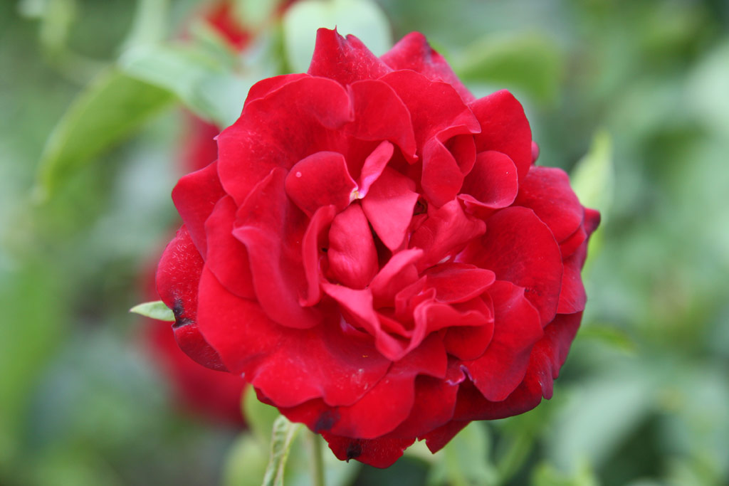 růže Szphalom