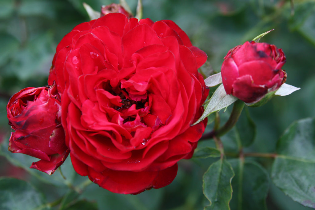 růže Szerb Antal Emlke