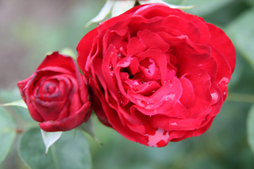 růže Szerb Antal Emlke