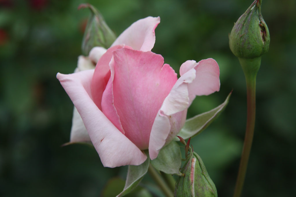 růže Szil�gyi Erzs�bet Eml�ke