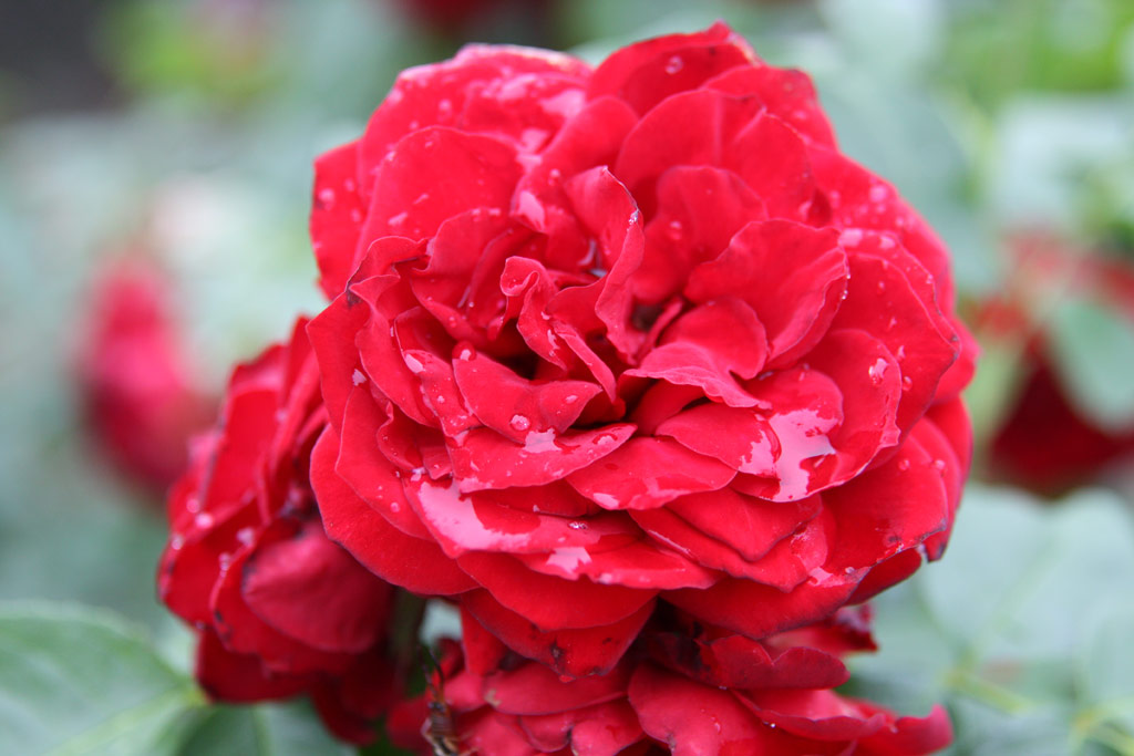 růže Tabn