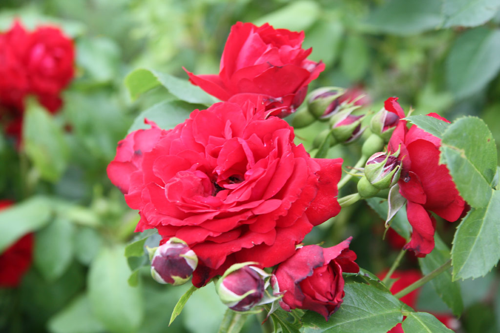 růže Tabn