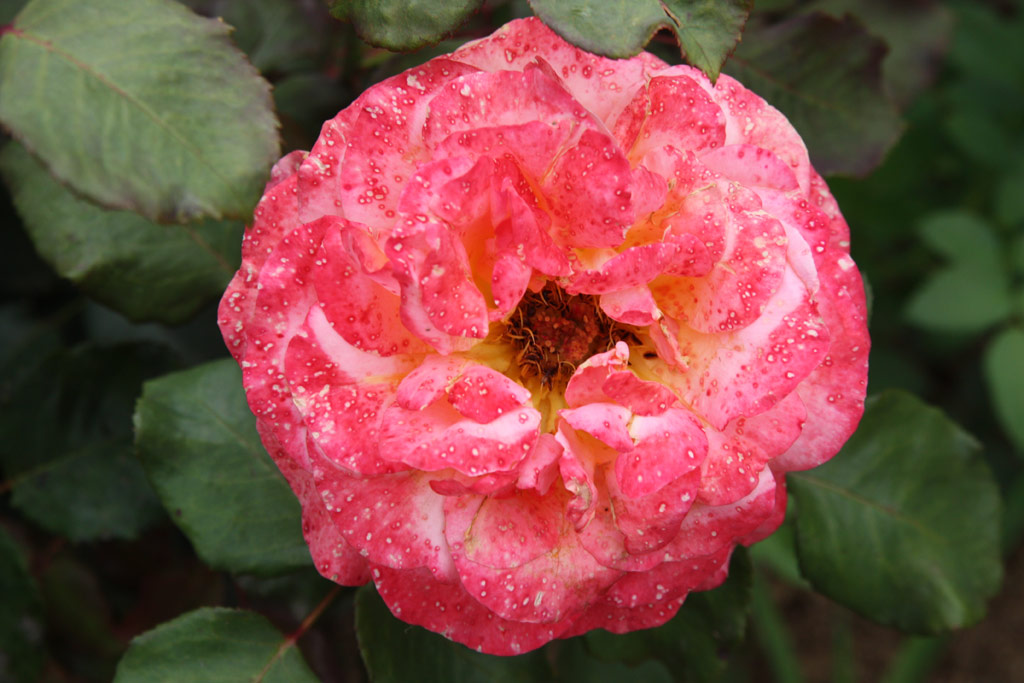 růže Taifun