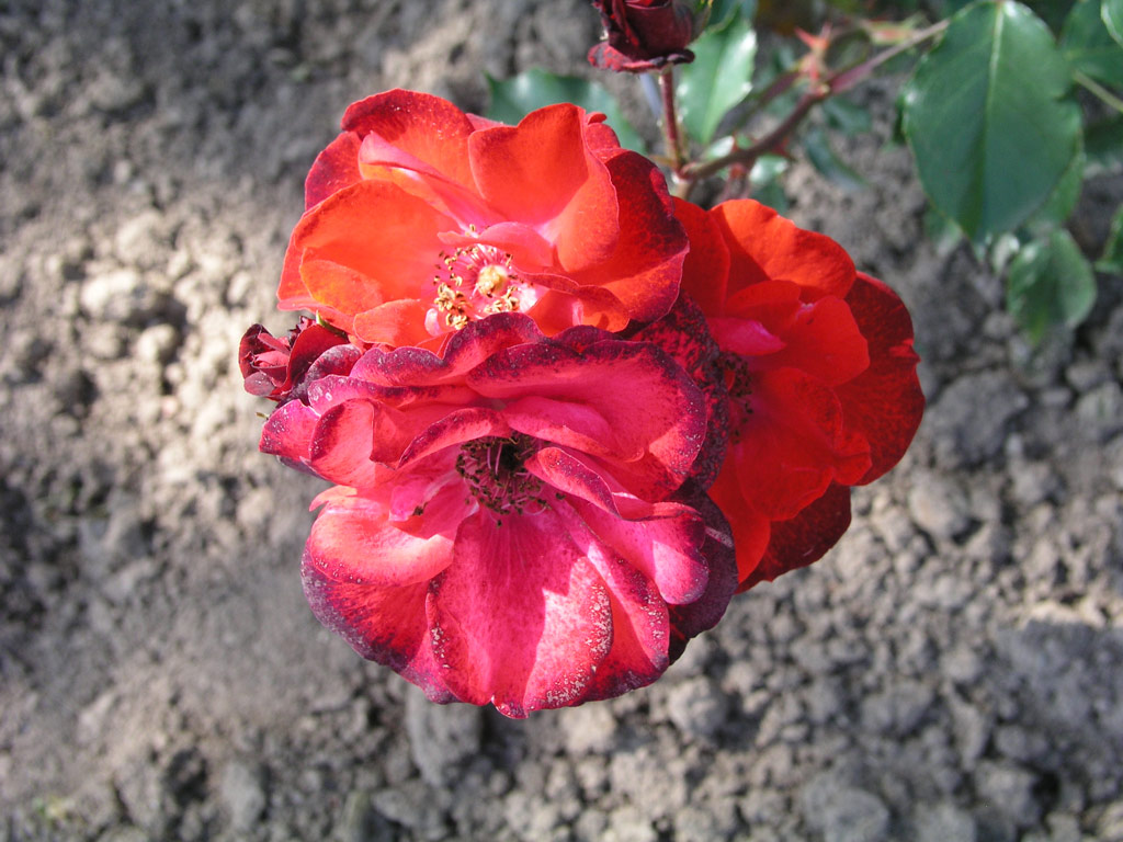 růže Tantaus Triumph