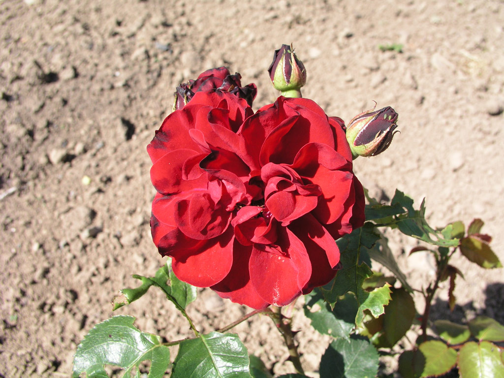 růže Tantaus berraschung