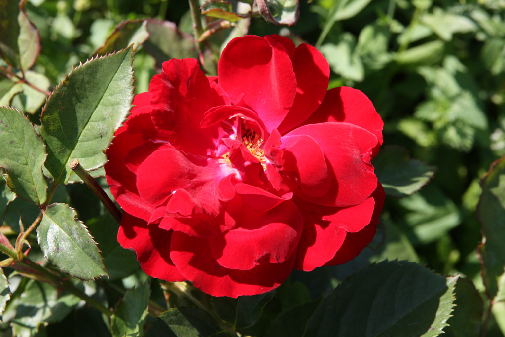 růže Taranga