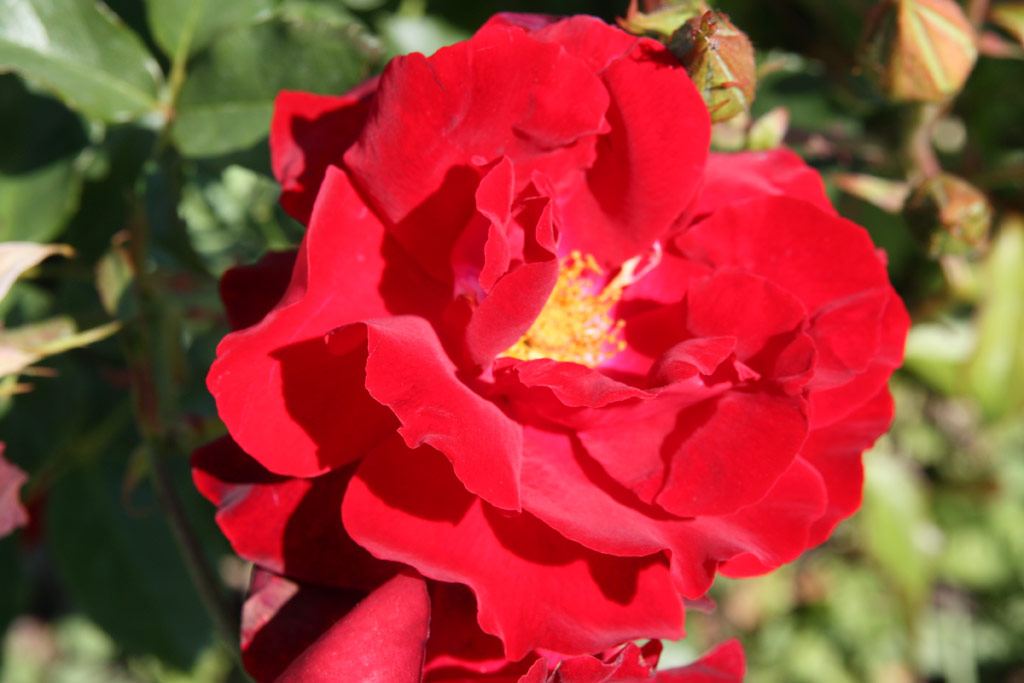 růže Taranga