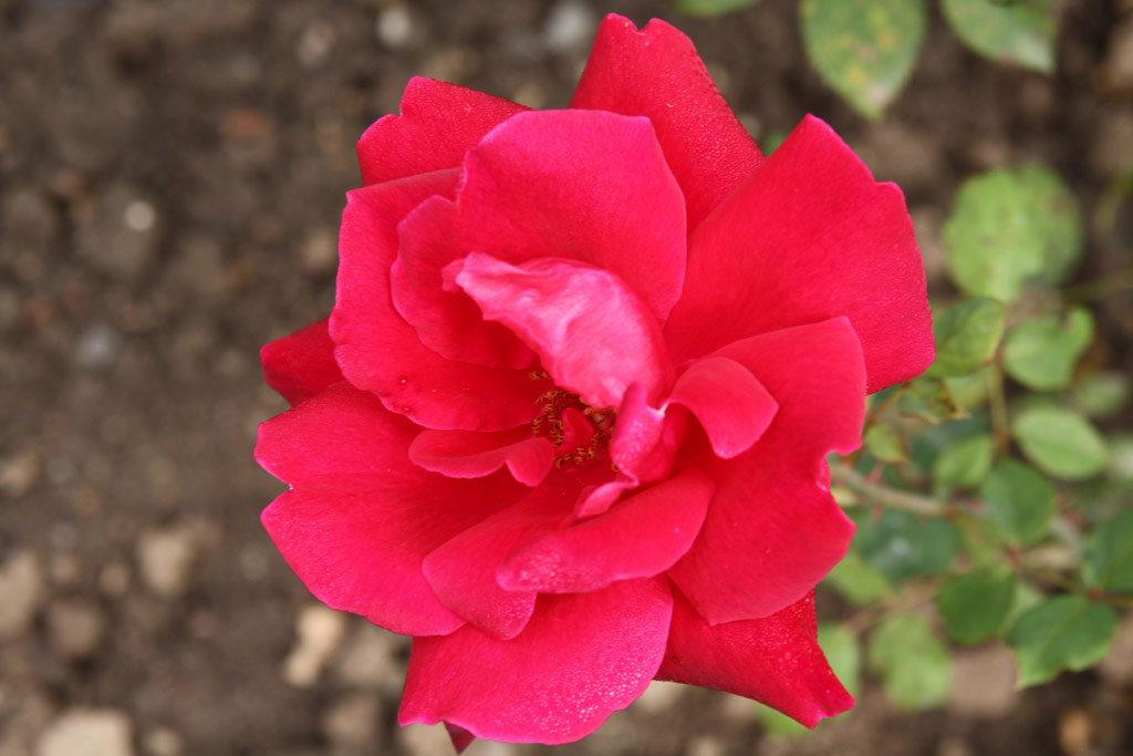 růže Tassin