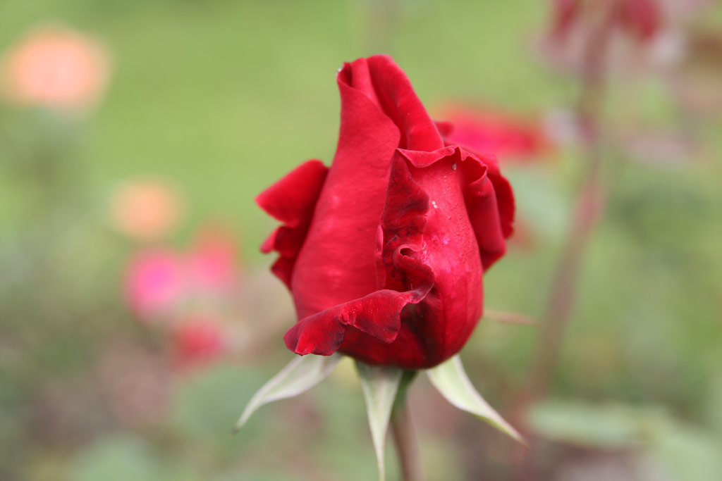 růže Tassin