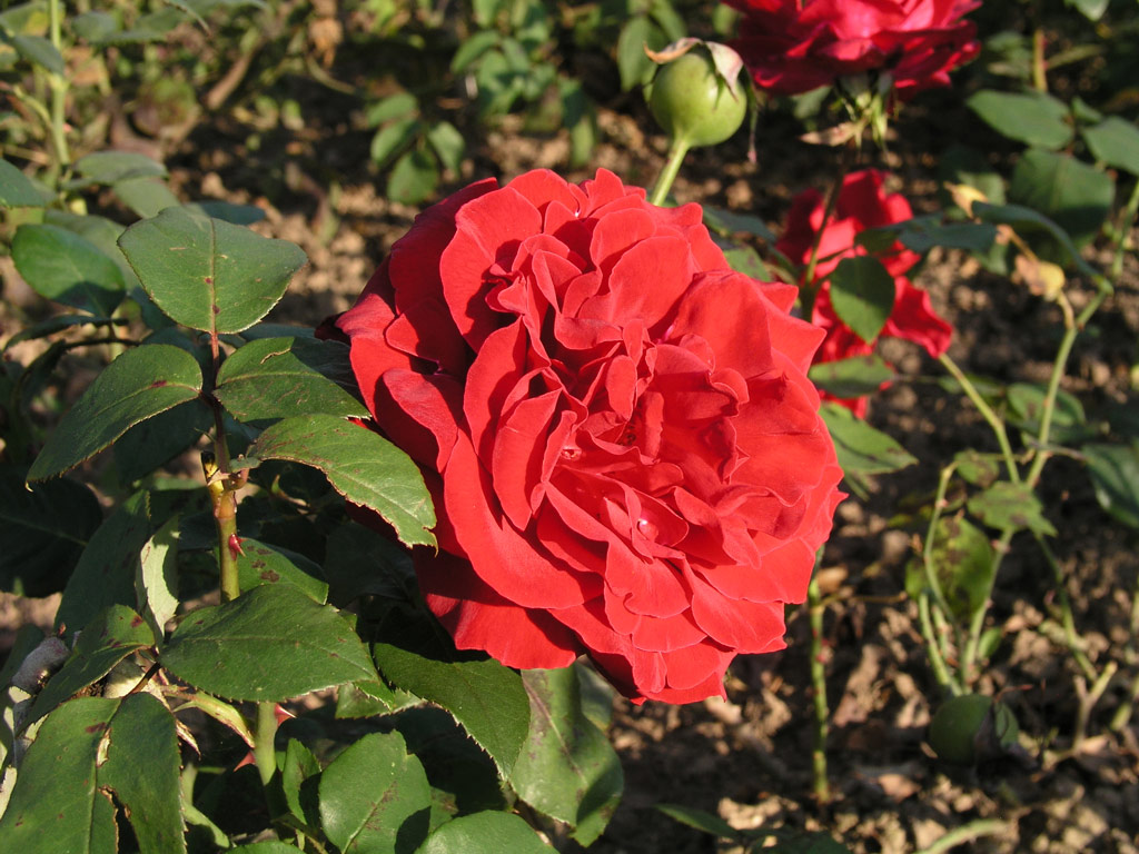 růže Tatjana