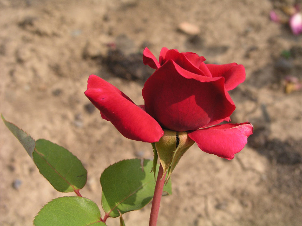 růže Temno