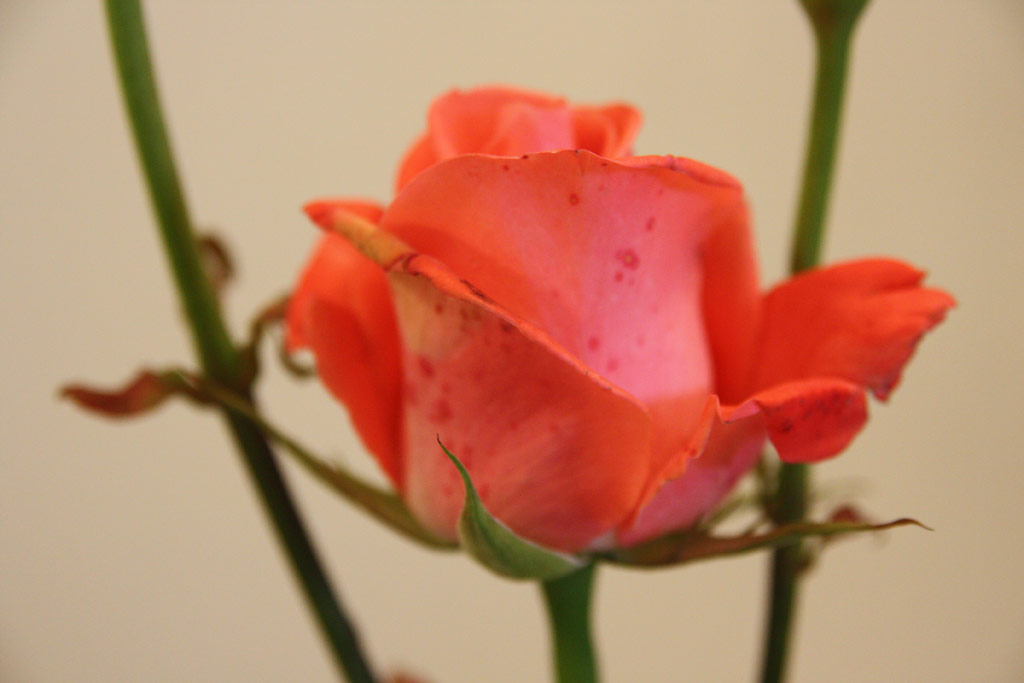 růže Tenerife