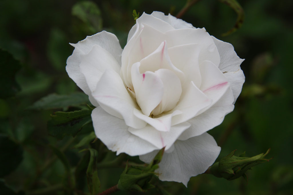 růže Terz Anya Emlke