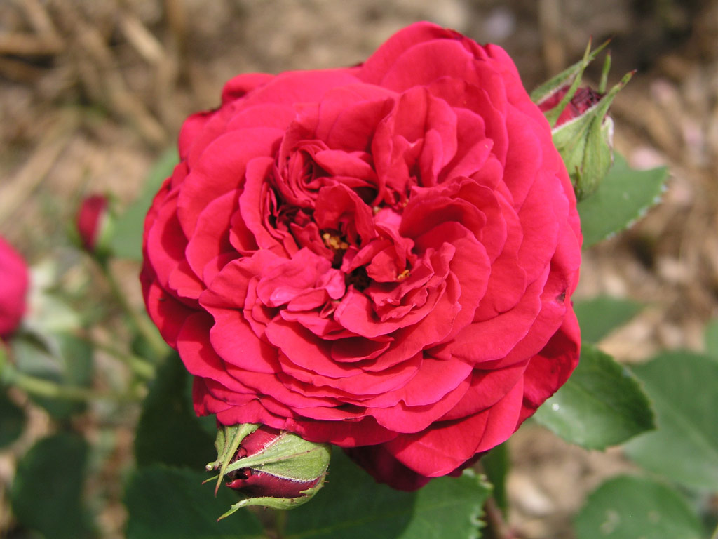 růže Tess dUrbervilles
