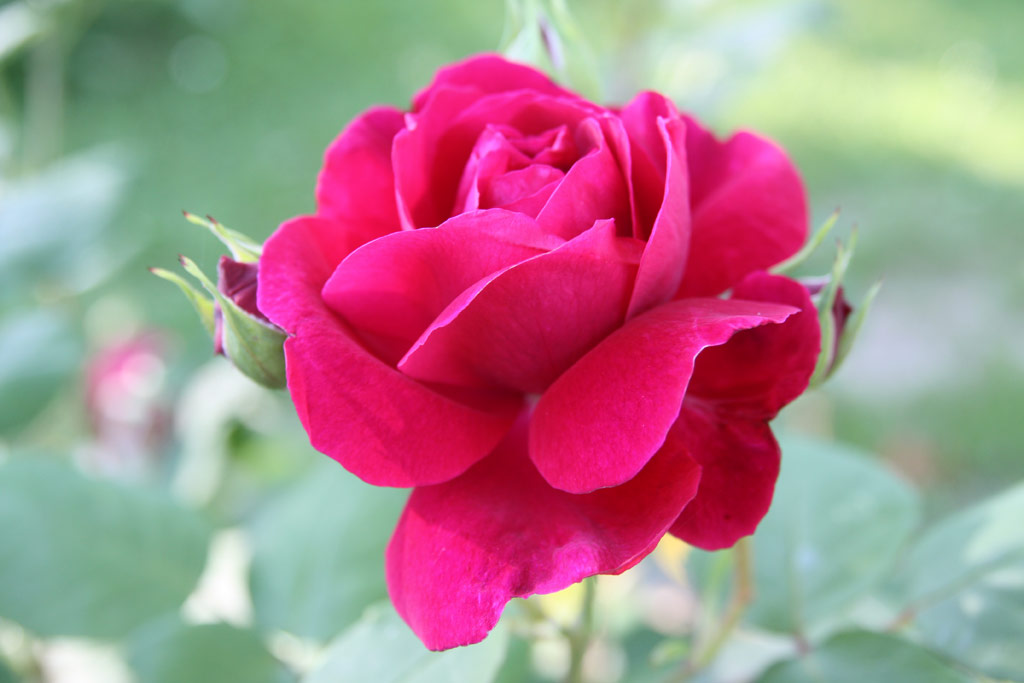 růže Tess dUrbervilles
