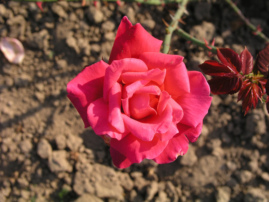 růže Texas Centennial