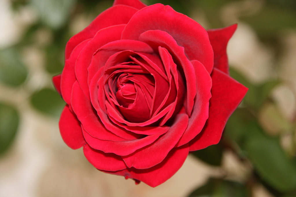 růže Thass (Kozolupy)