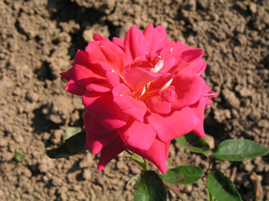růže Threse Superior
