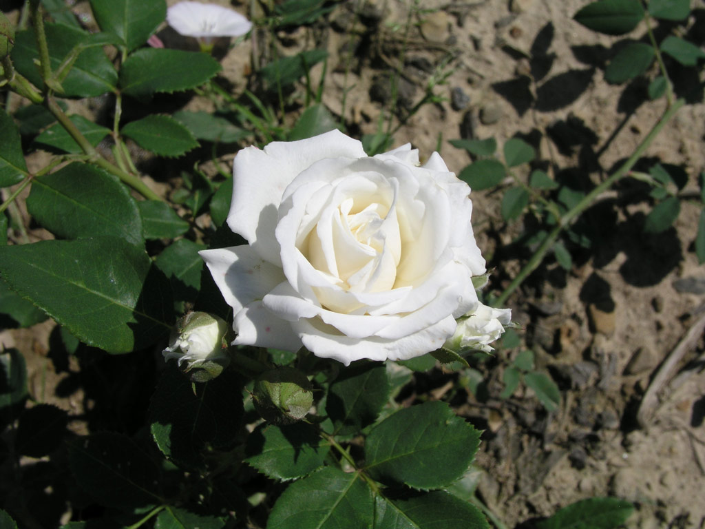 růže Tiara
