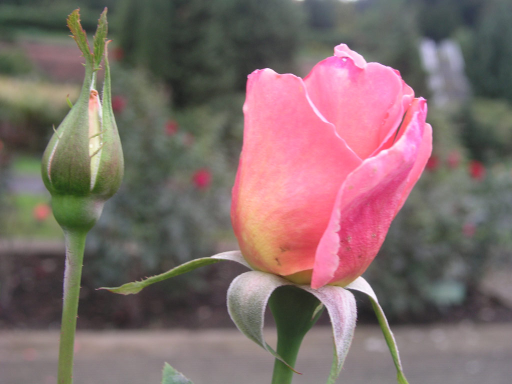 růže Tiffany