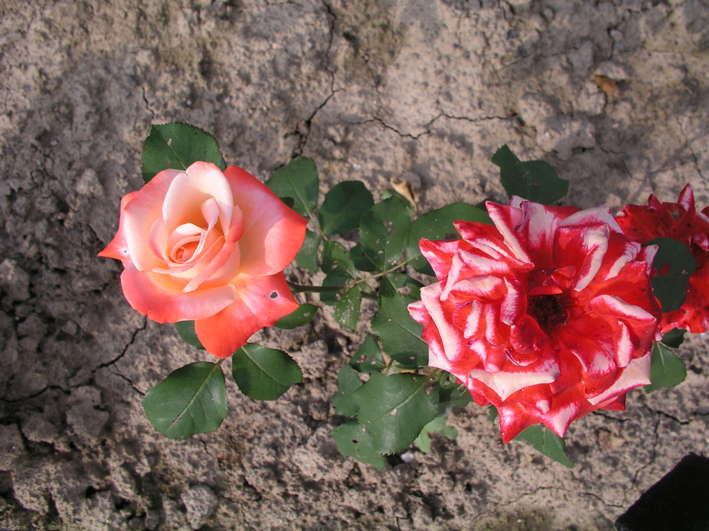 růže Tiki