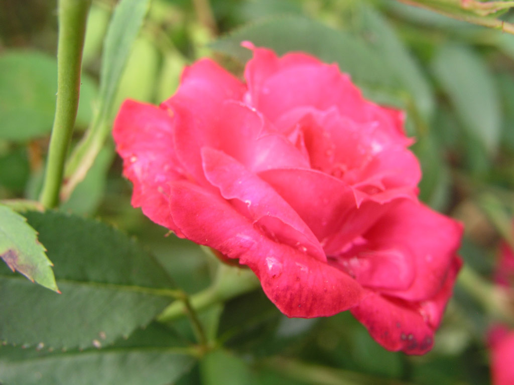 růže Tiny Jack