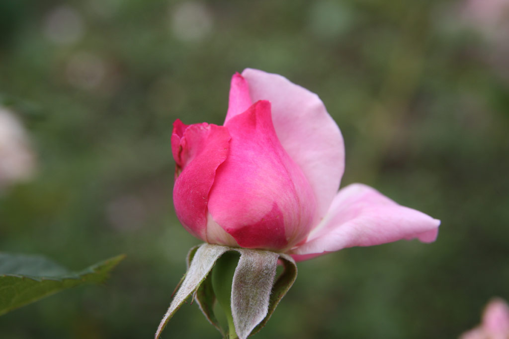 růže Tisza