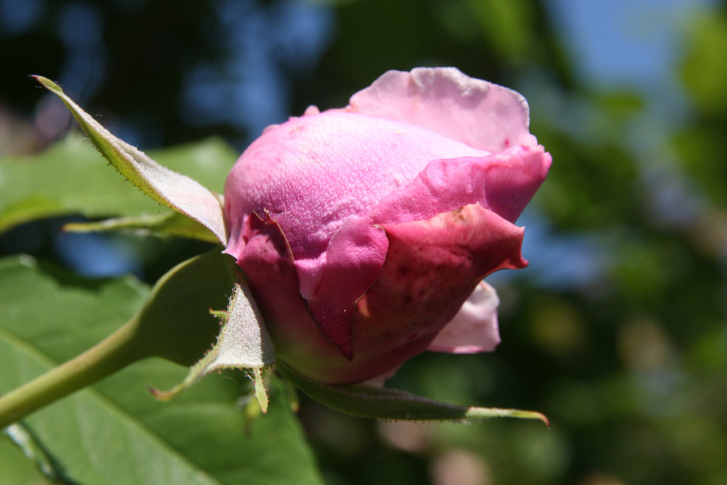 růže Tolstoj
