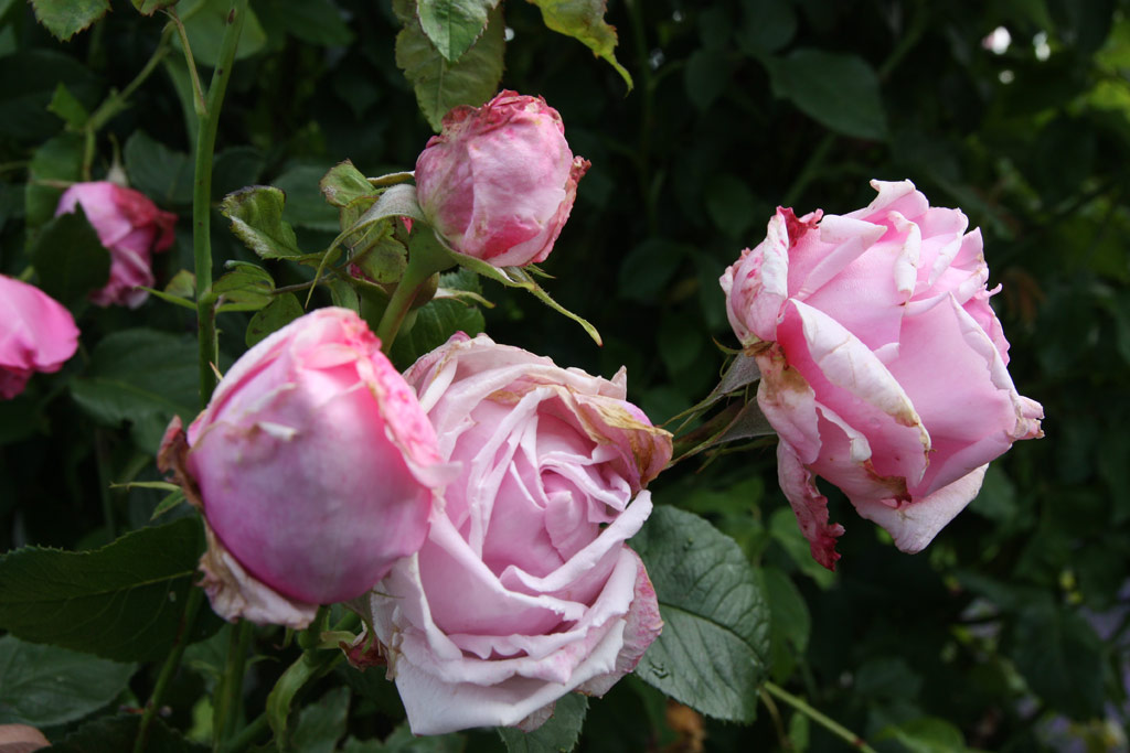růže Tolstoj