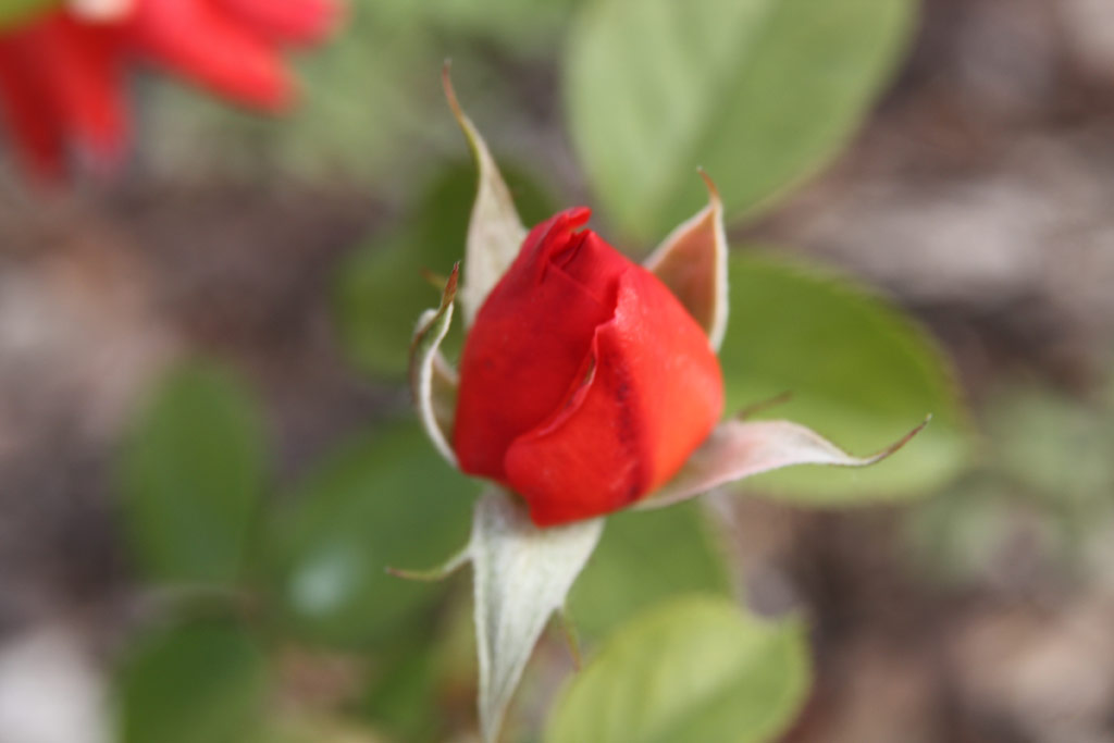 růže Toni Lander