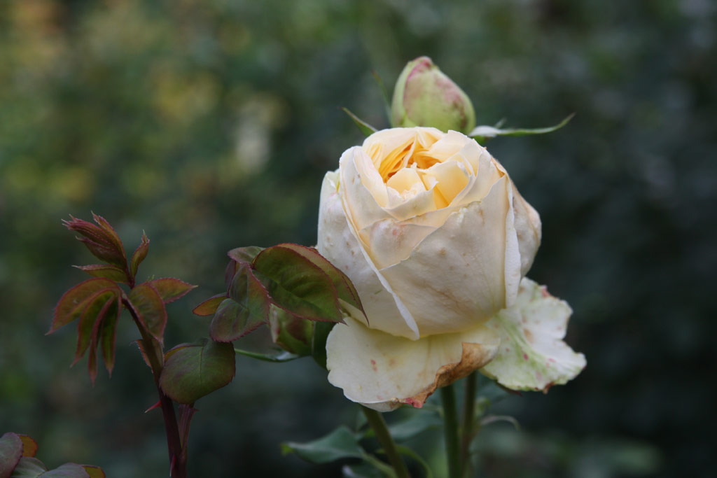 růže Topaze Orientale
