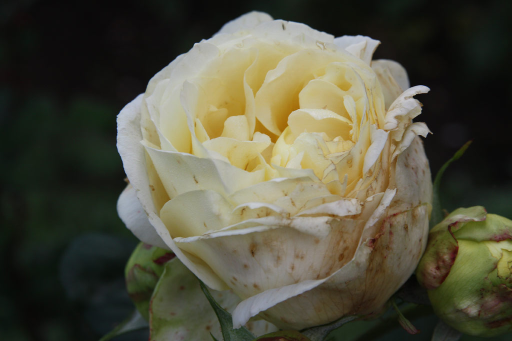 růže Topaze Orientale
