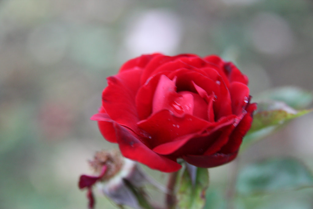 růže Torda
