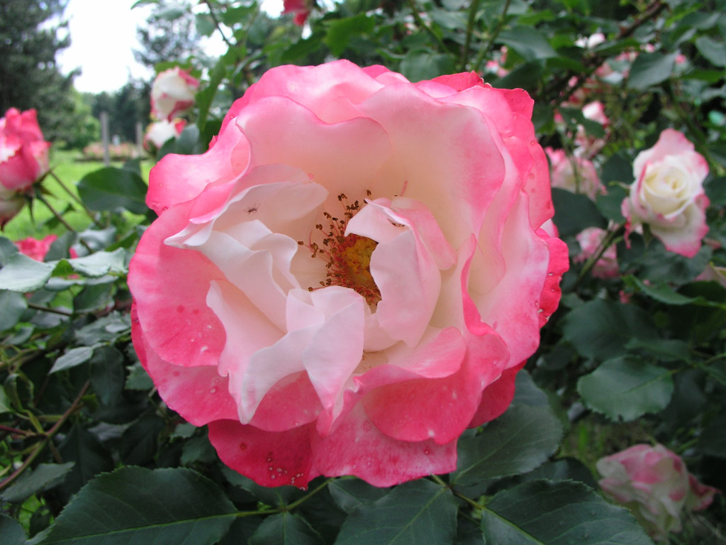 růže Tourbillon